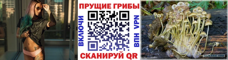 Псилоцибиновые грибы мицелий Лысково